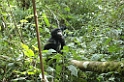 Mountain Gorilla